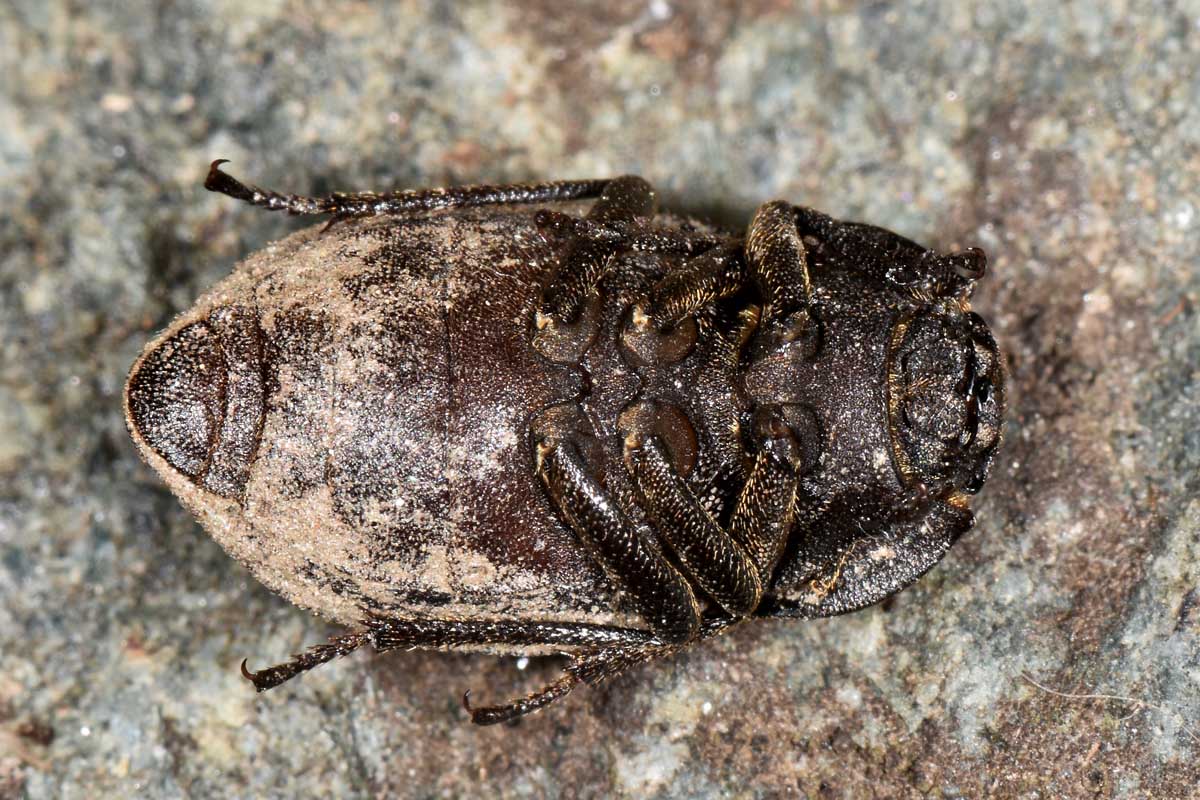 Tenebrionidae: Asida sp. anche lei?  S, Asida (Polasida) poneli